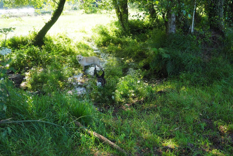 En person som korsar det lantliga momentet av stenar av den lilla flodcatasoen, galicia royaltyfri bild En person som korsar det lantliga momentet av stenar av den lilla flodcatasoen, galicia royaltyfri bild