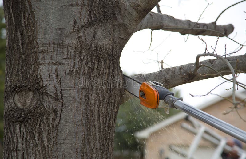 The worker cutting branches with cordless pole saw, TX USA. The worker cutting branches with cordless pole saw, TX USA.