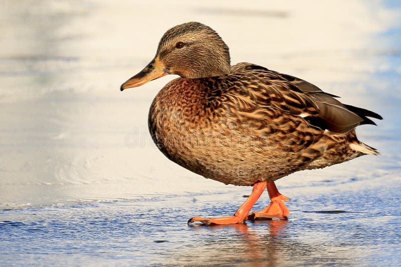 En pittoresk stående av en lös mycket ljus and på tunn is på en solig dag Hög definition, synliga vattensmå droppar på feathen royaltyfri foto En pittoresk stående av en lös mycket ljus and på tunn is på en solig dag Hög definition, synliga vattensmå droppar på feathen royaltyfri foto