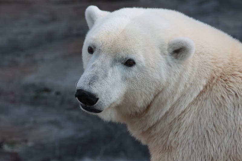 En polar björn i en ZOO. arkivfoton En polar björn i en ZOO. arkivfoton