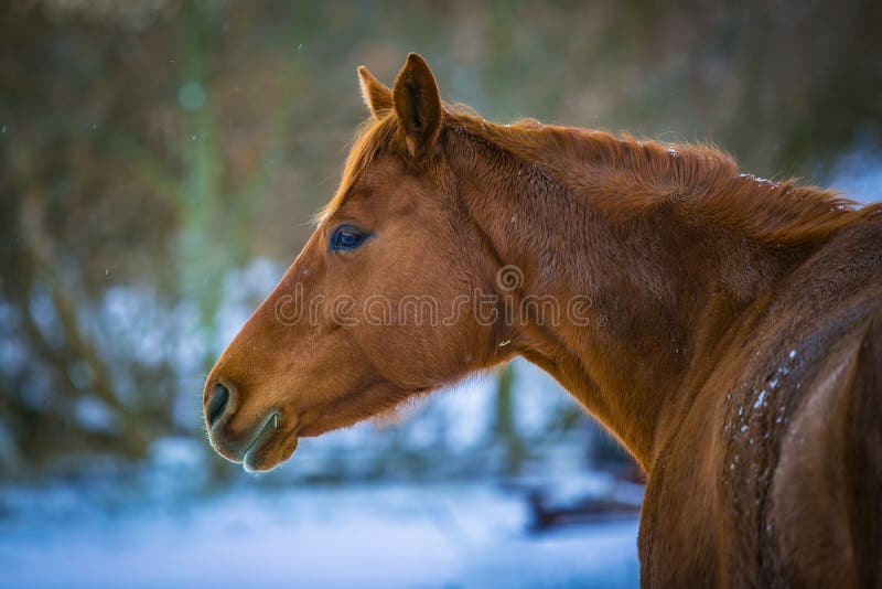 En Portrait De Profil De Cheval De Chataigne Un Jour D Hiver Image Stock Image Du Rural Bleu En Portrait De Profil De Cheval De Chataigne Un Jour D Hiver Image Stock Image Du Rural Bleu
