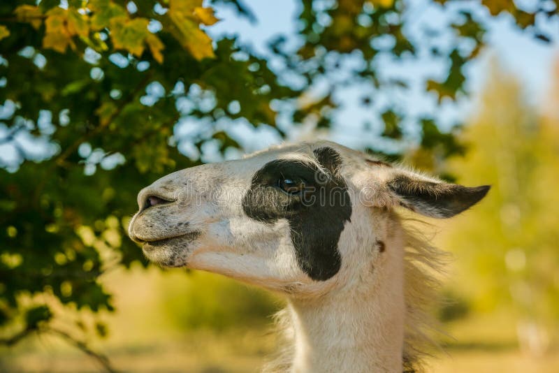 En portrait de profil du lama sud-américain blanc et noir photo libre de droits En portrait de profil du lama sud-américain blanc et noir photo libre de droits