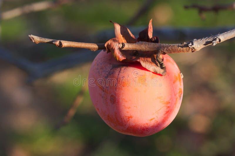 Close-up of a ripe persimmon on a tree branch on a winter afternoon, persimmons, orchard, field, spain, halloween, khaki, glowing, asian, sunrise, diospyros, plant, seasonal, agriculture, organic, leaf, healthy, sweet, japanese, fruit, kaki, orange, nature, branches, food, blue, autumn, brown, lonely, sunny, bare, sky, leafless, fresh, smoky, dusk, bushfire, scene, red, chinese, gloomy, fuyu, scary, delicious. Close-up of a ripe persimmon on a tree branch on a winter afternoon, persimmons, orchard, field, spain, halloween, khaki, glowing, asian, sunrise, diospyros, plant, seasonal, agriculture, organic, leaf, healthy, sweet, japanese, fruit, kaki, orange, nature, branches, food, blue, autumn, brown, lonely, sunny, bare, sky, leafless, fresh, smoky, dusk, bushfire, scene, red, chinese, gloomy, fuyu, scary, delicious