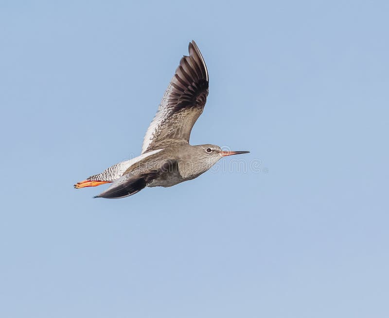 En Redshank i flykten royaltyfria bilder En Redshank i flykten royaltyfria bilder