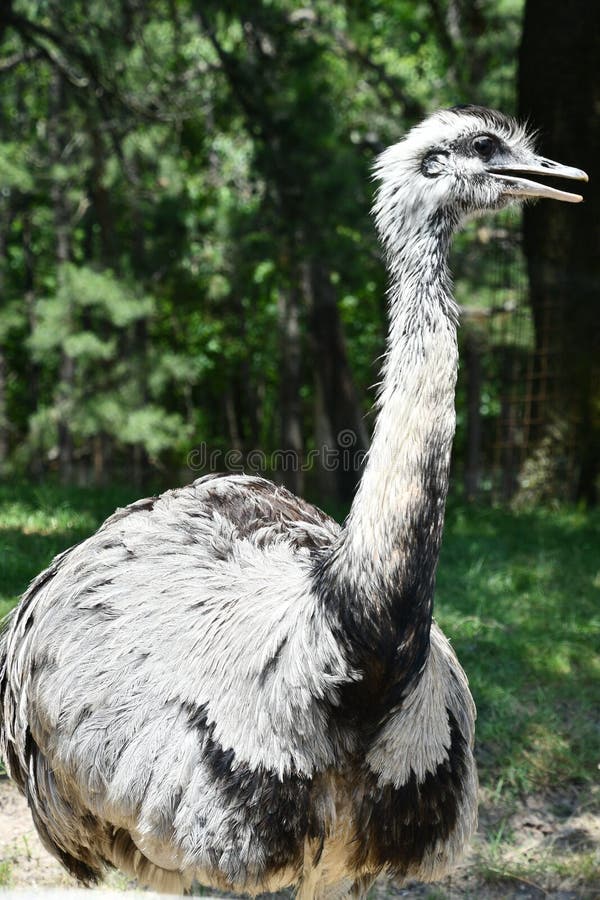 A Rhea Bird in the Wild. A Rhea Bird in the Wild