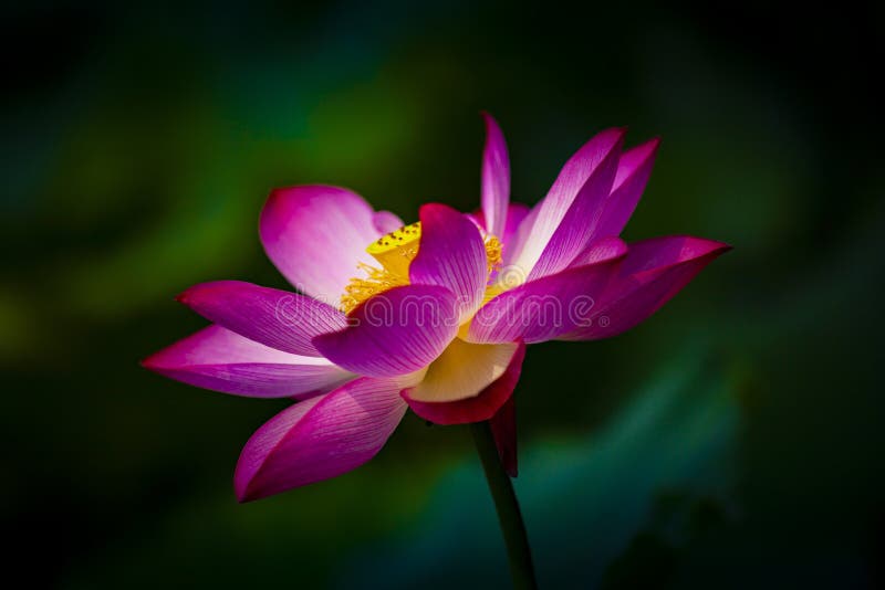 En rosa lotus-blomma i closeup
