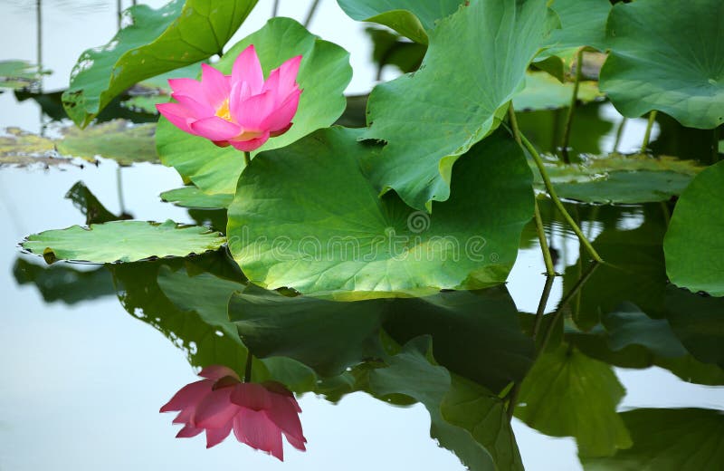 En rosa lotusblommablomma som blommar bland frodiga sidor i ett damm royaltyfri fotografi En rosa lotusblommablomma som blommar bland frodiga sidor i ett damm royaltyfri fotografi