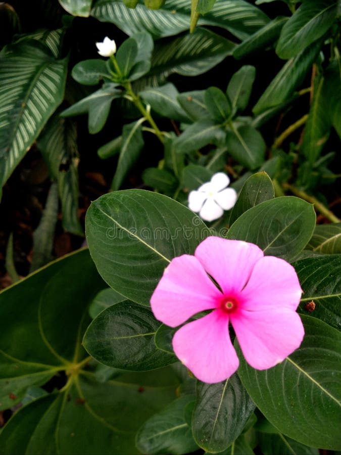 En rosa och en liten vit blomma av periwinkle från hög vinkel royaltyfri bild