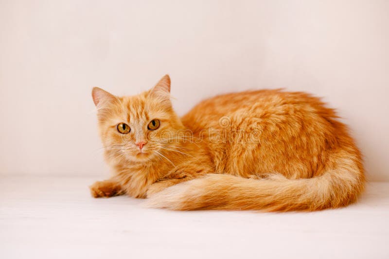 A red, fluffy, beautiful cat lies on a white windowsill by a flower pot and looks frightened. A red, fluffy, beautiful cat lies on a white windowsill by a flower pot and looks frightened.