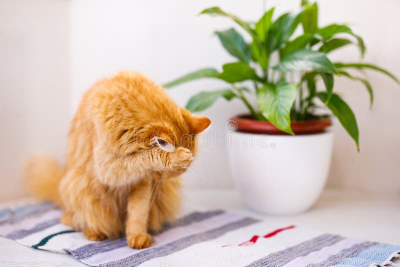 A red, fluffy, beautiful cat lies on a white windowsill by a flower pot and looks frightened. A red, fluffy, beautiful cat lies on a white windowsill by a flower pot and looks frightened.