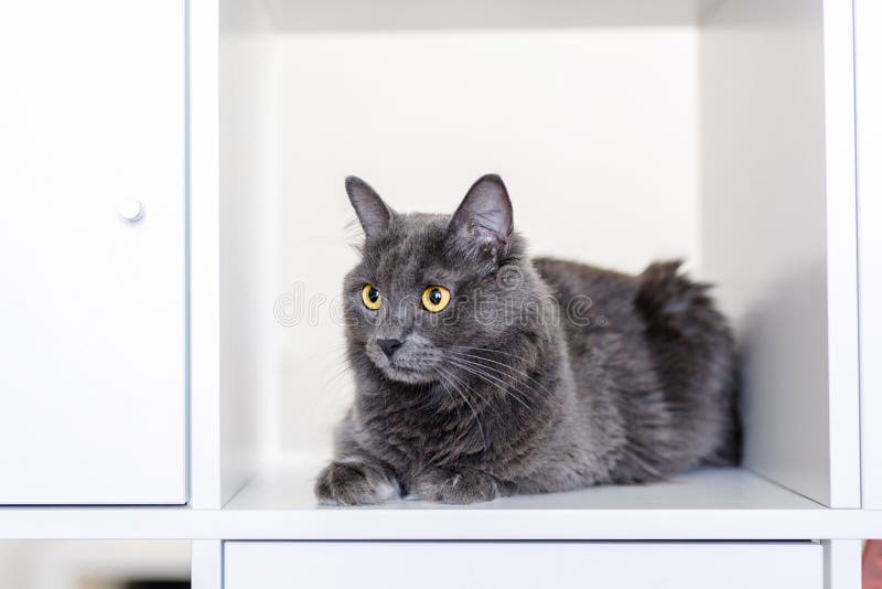 A smoky gray and very fluffy cat sits on a shelf among books and looks around curiously. A smoky gray and very fluffy cat sits on a shelf among books and looks around curiously.