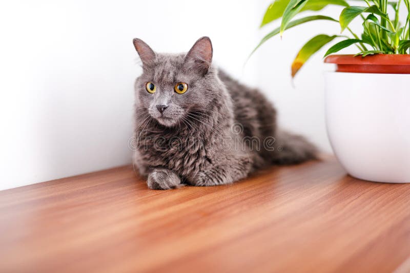 A smoky gray and very fluffy cat lies on a dresser under the leaves of a house flower and rests. A smoky gray and very fluffy cat lies on a dresser under the leaves of a house flower and rests.