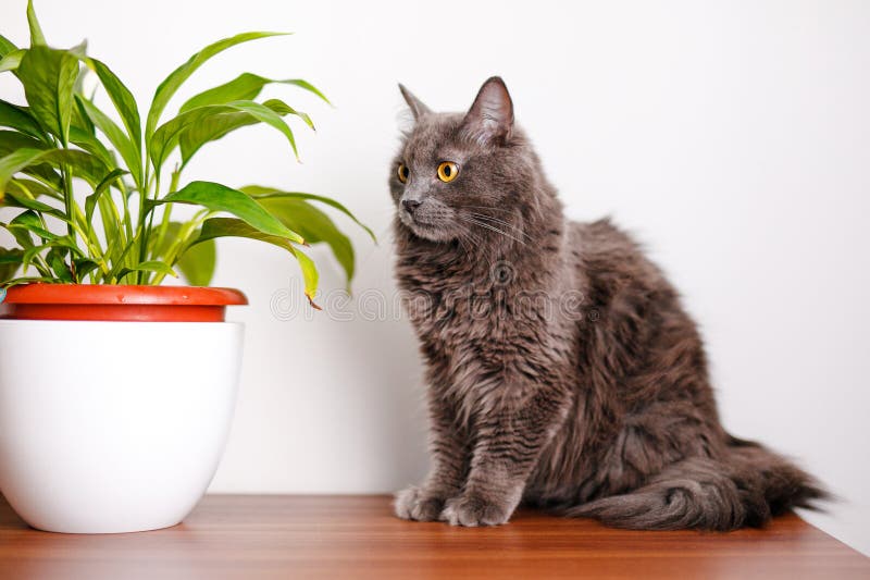 A smoky gray and very fluffy cat is sitting on the dresser sniffing flowers. A smoky gray and very fluffy cat is sitting on the dresser sniffing flowers.