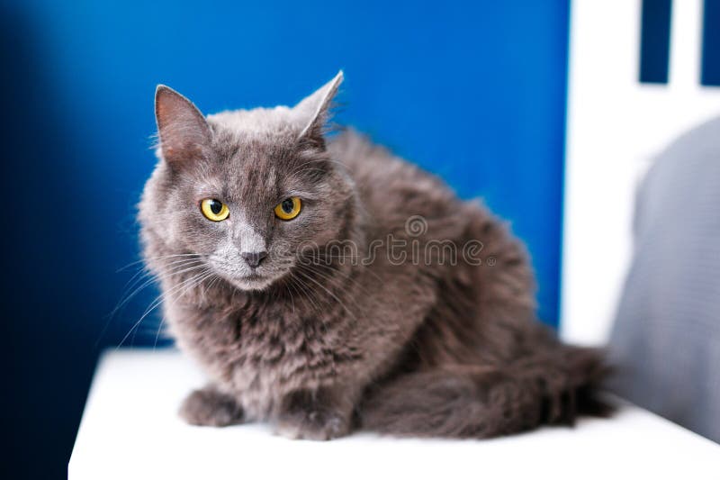 A smoky gray and very fluffy cat sits on the bedside table near the lamp on a blue background . A smoky gray and very fluffy cat sits on the bedside table near the lamp on a blue background .