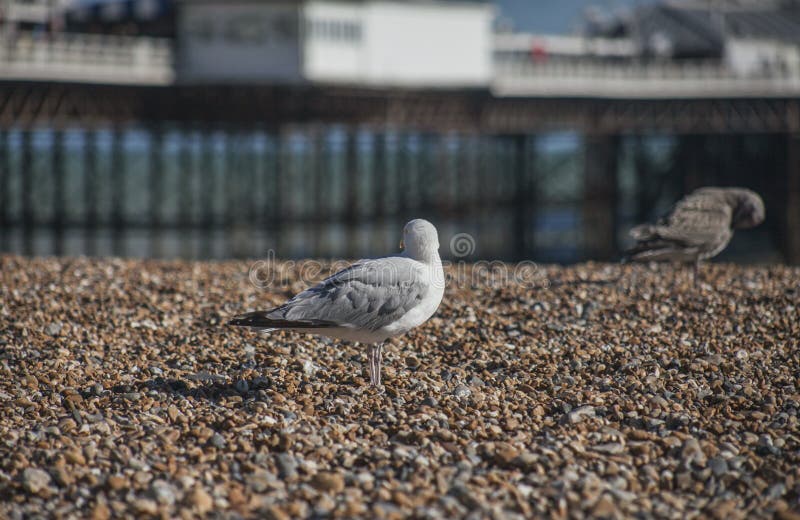 En seagull som bort ser - den Brighton stranden och pir fotografering för bildbyråer En seagull som bort ser - den Brighton stranden och pir fotografering för bildbyråer