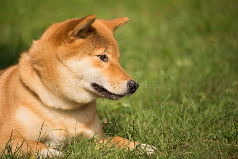 En shibainuhund som ligger i örten, ser ner med en gullig luft arkivbilder En shibainuhund som ligger i örten, ser ner med en gullig luft arkivbilder
