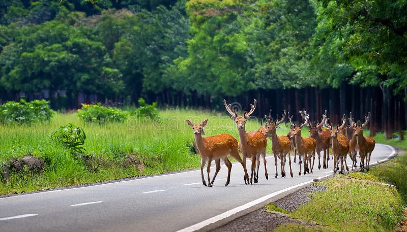En sika deer Cervus nippon som korsar vägen i greenery royaltyfri illustrationer