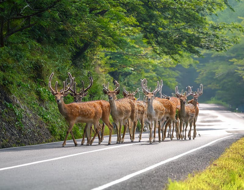 En sika deer Cervus nippon som korsar vägen i greenery vektor illustrationer