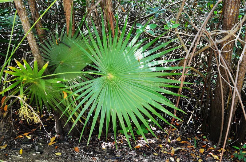 En simetría perfecta, las hojas de este Palmetto enano sano avivan en todas las direcciones - México imagenes de archivo En simetría perfecta, las hojas de este Palmetto enano sano avivan en todas las direcciones - México imagenes de archivo