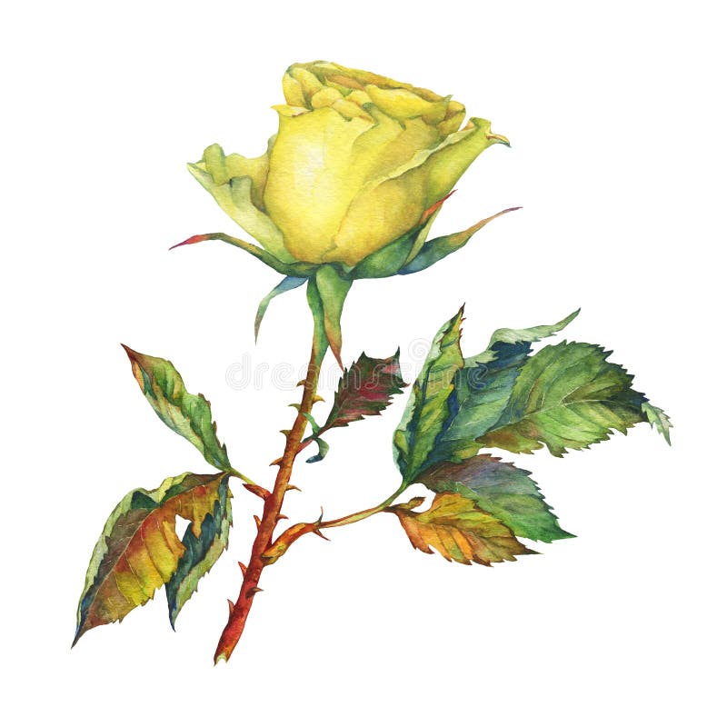 En singel av den härliga guld- gulingrosen med gröna sidor stock illustrationer En singel av den härliga guld- gulingrosen med gröna sidor stock illustrationer