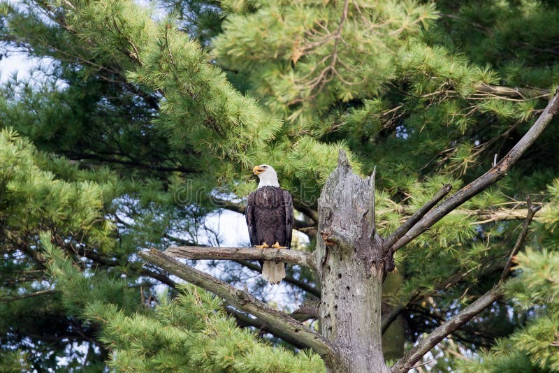 En skalliga Eagle Ohio arkivbilder En skalliga Eagle Ohio arkivbilder