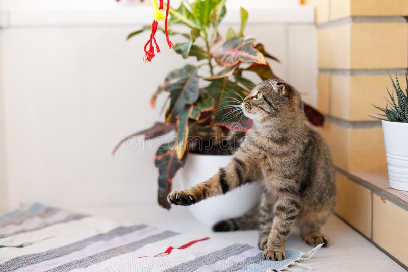 A Scottish lop-eared cat kitten plays, jumps on different surfaces and has fun. A Scottish lop-eared cat kitten plays, jumps on different surfaces and has fun.