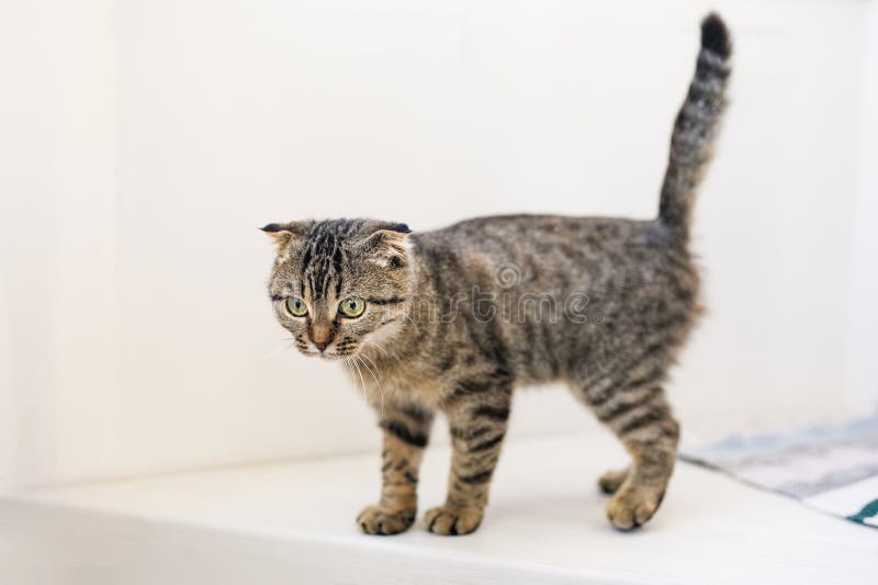 A Scottish lop-eared cat kitten plays, jumps on different surfaces and has fun. A Scottish lop-eared cat kitten plays, jumps on different surfaces and has fun.