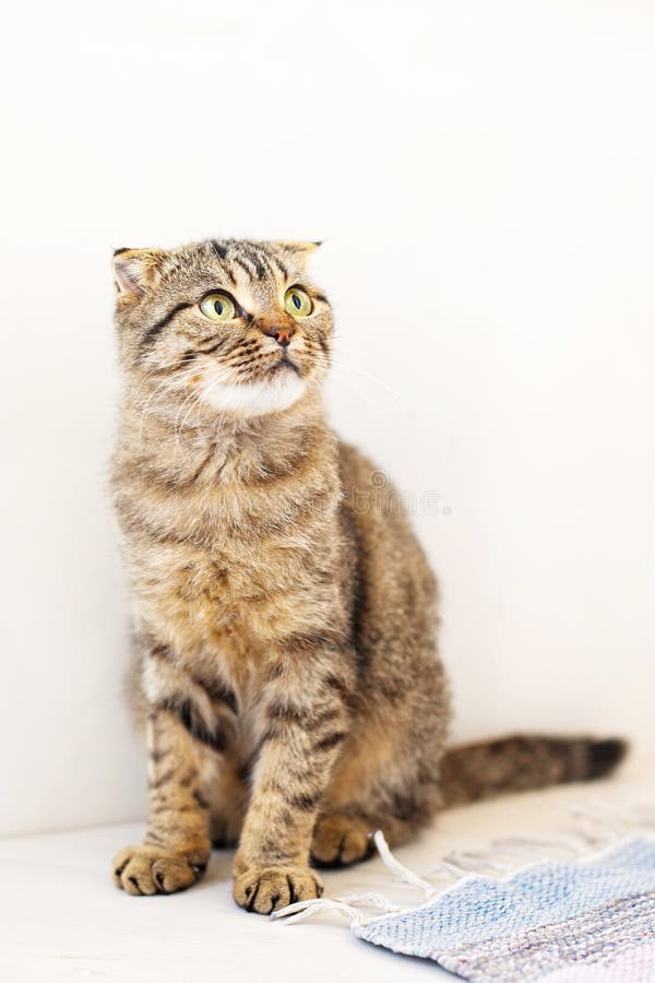 A Scottish lop-eared cat kitten plays, jumps on different surfaces and has fun. A Scottish lop-eared cat kitten plays, jumps on different surfaces and has fun.