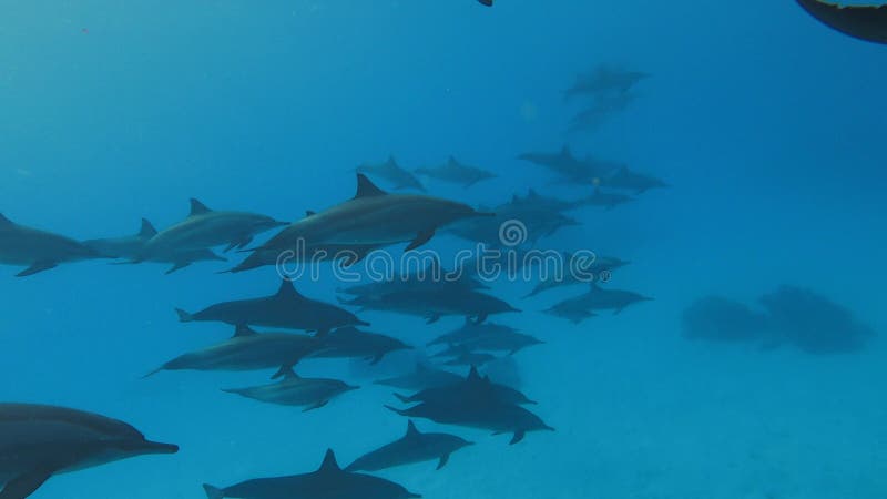 En skur av fria delfiner som simmar tillsammans i det röda havet