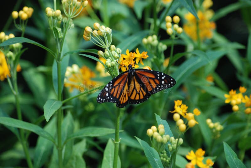 Black Orange White Monarch Butterfly Feeding on Yellow Flower; butterfly house in botanical tropical garden; beautiful majestic flying insect and creatures, milkweed butterfly, monarch butterfly signifies / symbol for re-birth, transformation, change, hope, resurrection, new life and beginnings, love;. Black Orange White Monarch Butterfly Feeding on Yellow Flower; butterfly house in botanical tropical garden; beautiful majestic flying insect and creatures, milkweed butterfly, monarch butterfly signifies / symbol for re-birth, transformation, change, hope, resurrection, new life and beginnings, love;