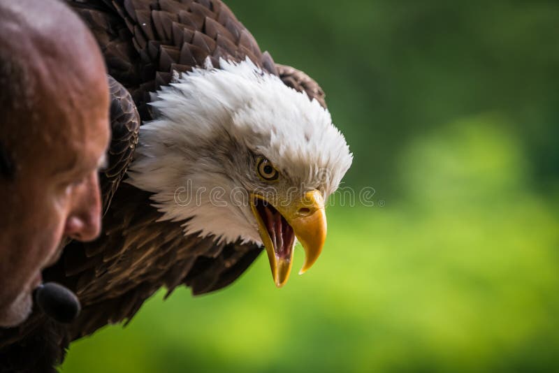 En sluten örn i en falkroni i saarburgkopieutrymmet. Bordördfalk falkroni fauna closeup copyspace head plumage