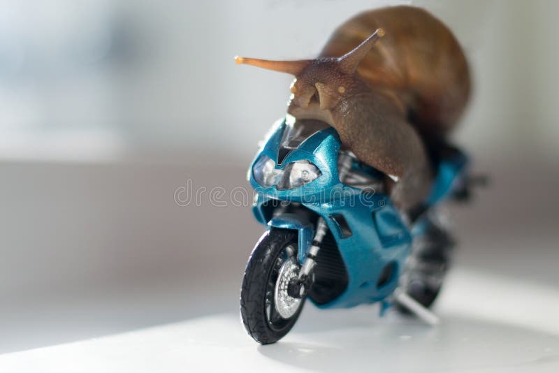 En snigel rider en tävlings- motorcykel, begrepp av hastighet och framgång, selektiv fokus