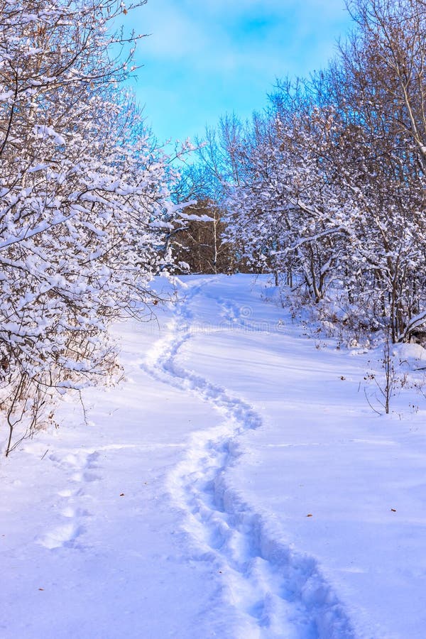 En snöbana med träd i bakgrunden royaltyfri foto