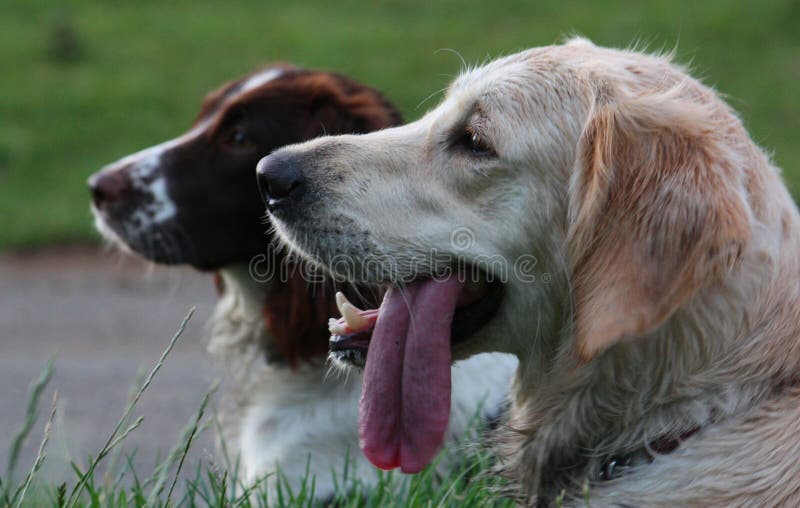 En springerspaniel och en guld- retreiver daltar jakthundvänner tillsammans royaltyfri bild En springerspaniel och en guld- retreiver daltar jakthundvänner tillsammans royaltyfri bild