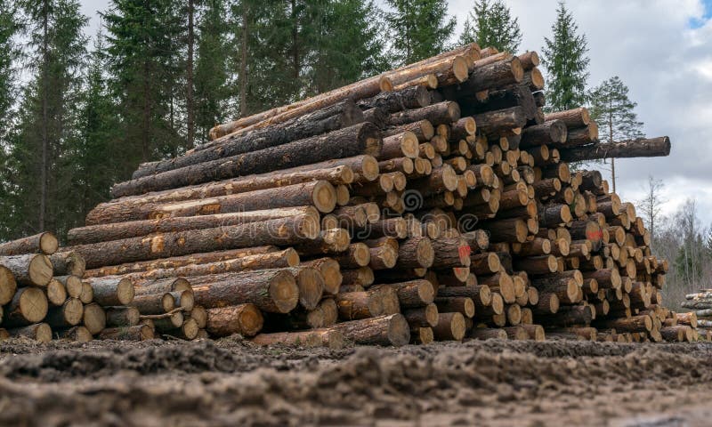 A stack of wooden logs piled on the side of the road, spring landscape. A stack of wooden logs piled on the side of the road, spring landscape