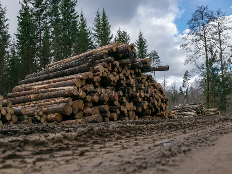 A stack of wooden logs piled on the side of the road, spring landscape. A stack of wooden logs piled on the side of the road, spring landscape