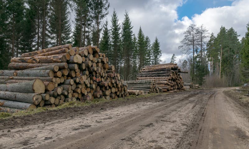 A stack of wooden logs piled on the side of the road, spring landscape. A stack of wooden logs piled on the side of the road, spring landscape