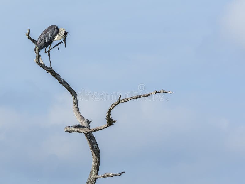 En stor blå heron som kliar hans räkning i ett dött träd. Isolerad, stor blå öron på ena benet ovanpå ett dött träd när han lyfter den andra för att klia hans näsa.