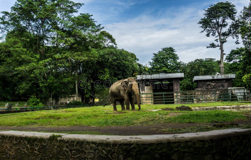 En stor elefant i buren med pölen som omger vid staketet och träd och härlig himmel som bakgrundsfotoet som in tas royaltyfri bild En stor elefant i buren med pölen som omger vid staketet och träd och härlig himmel som bakgrundsfotoet som in tas royaltyfri bild