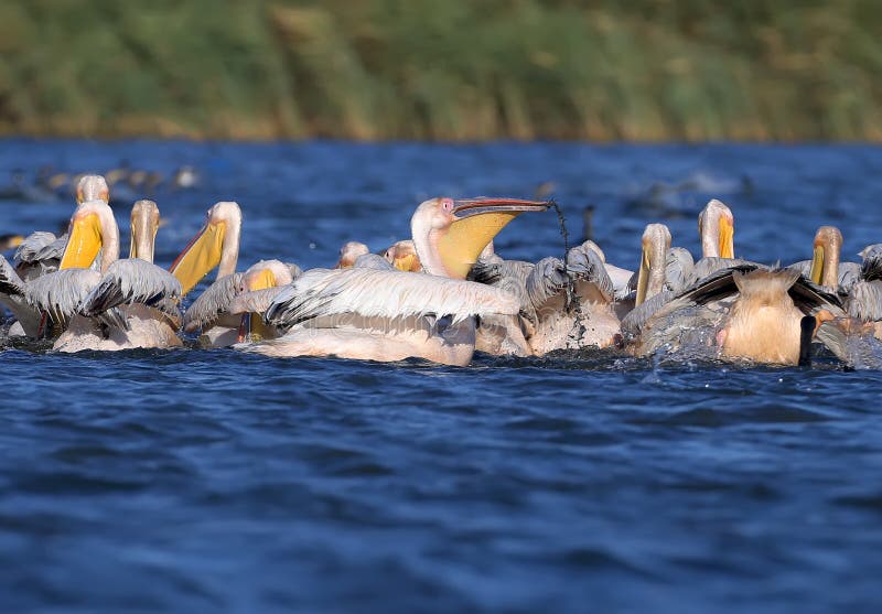 En stor flock av vita pelikan jagar tillsammans fisken arkivbilder En stor flock av vita pelikan jagar tillsammans fisken arkivbilder