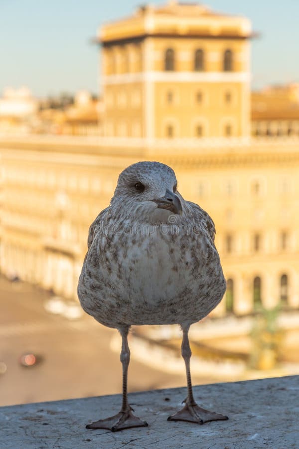 En stor havsfiskm?s sitter p? balustraden mot bakgrunden av dragningar i Rome, Italien arkivbilder En stor havsfiskm?s sitter p? balustraden mot bakgrunden av dragningar i Rome, Italien arkivbilder