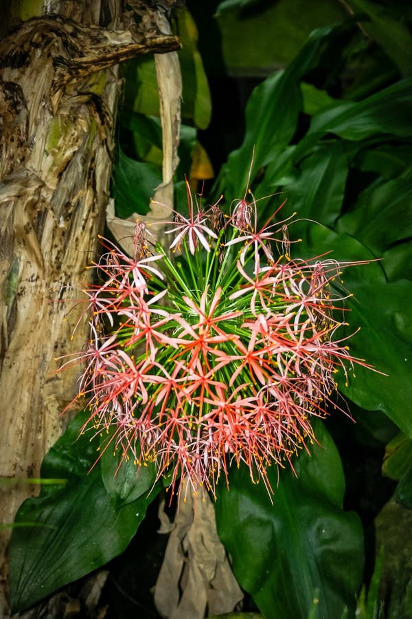 En stor rosa blomma med många blad växer på ett träd royaltyfria bilder