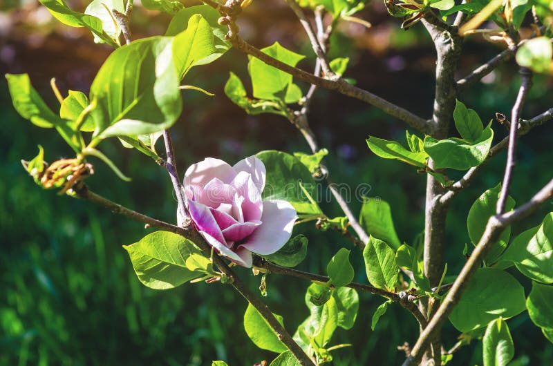 En stor rosa magnolia-blomma i full blomning på buske med gröna blad. Enkelhetens symbol royaltyfri bild