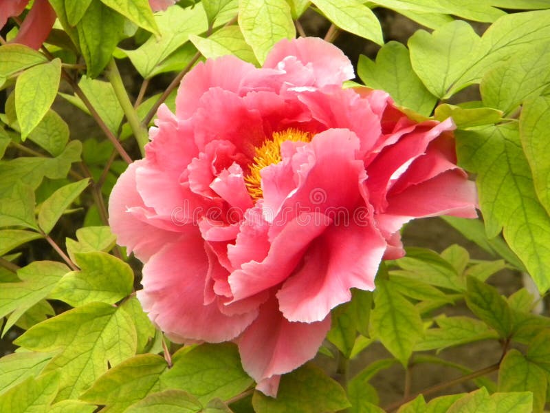 En stor röd pionblomma fotografering för bildbyråer En stor röd pionblomma fotografering för bildbyråer