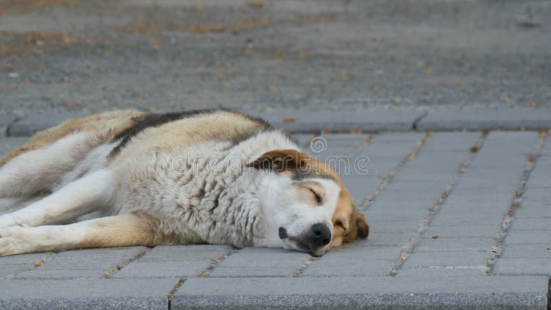 En stor tillfällig gatahund sover på gatan och dras ihop dess tystar ned, näsan och tafsar i dröm- slut upp sikt