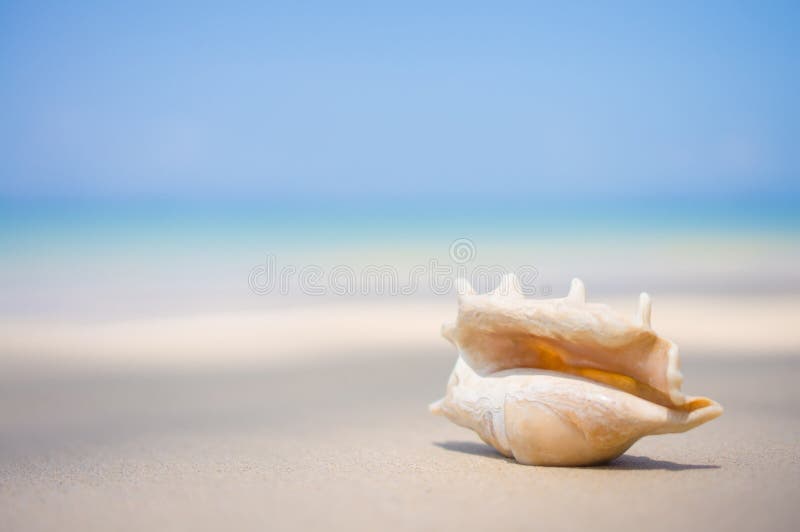 En strand med snäckskalet av lambistruncataen på våt sand Tropiskt p royaltyfri bild En strand med snäckskalet av lambistruncataen på våt sand Tropiskt p royaltyfri bild