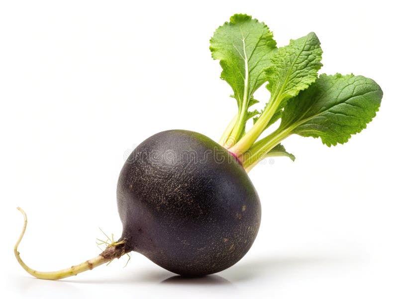 En svart blanka på vit bakgrund en minimal, fortfarande livlig fångst av en färsk, mörk, vegetabilisk frukt stock illustrationer
