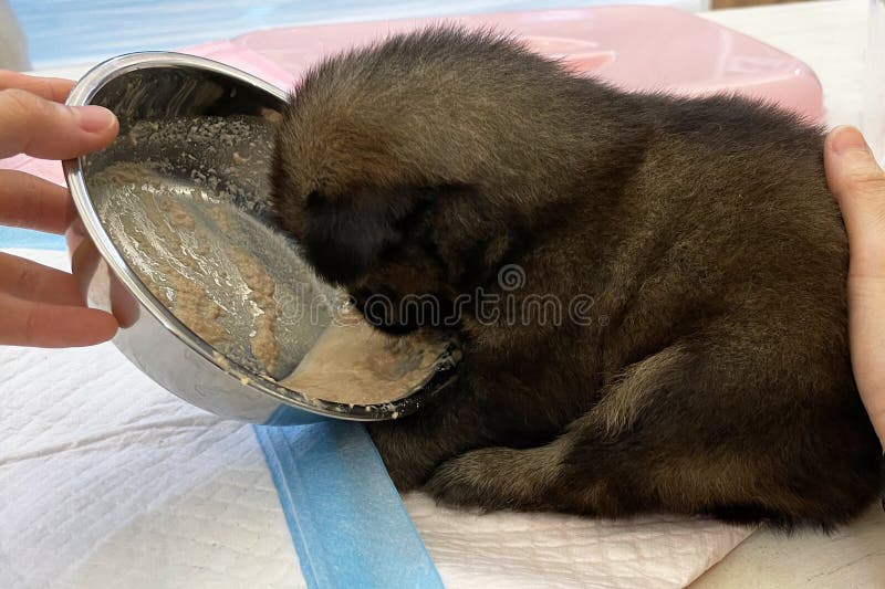 En svart liten marionett äter porridor. babyhund royaltyfri bild