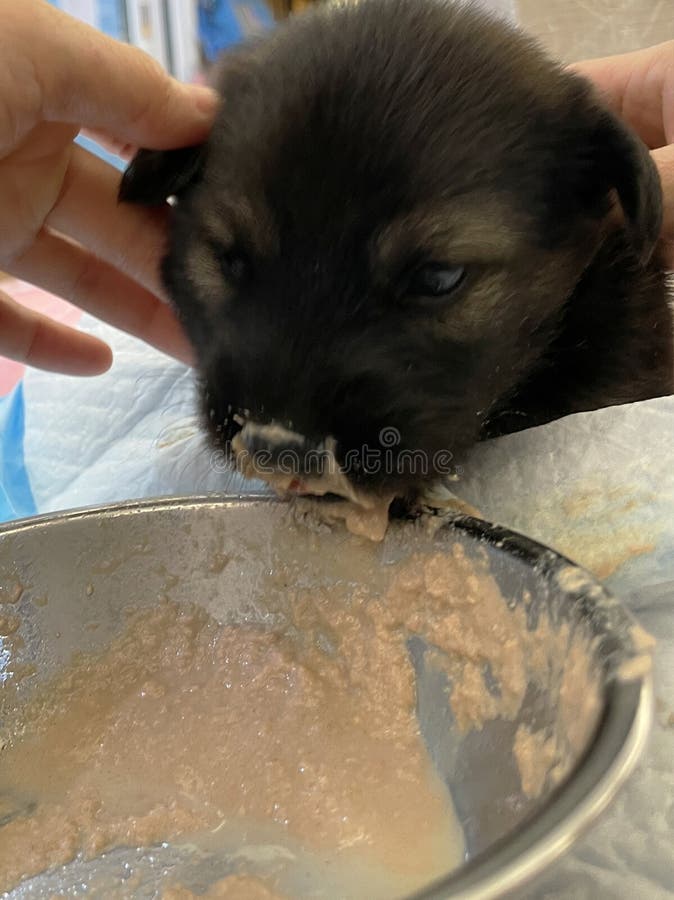En svart liten marionett äter porridor. hundmat royaltyfri fotografi