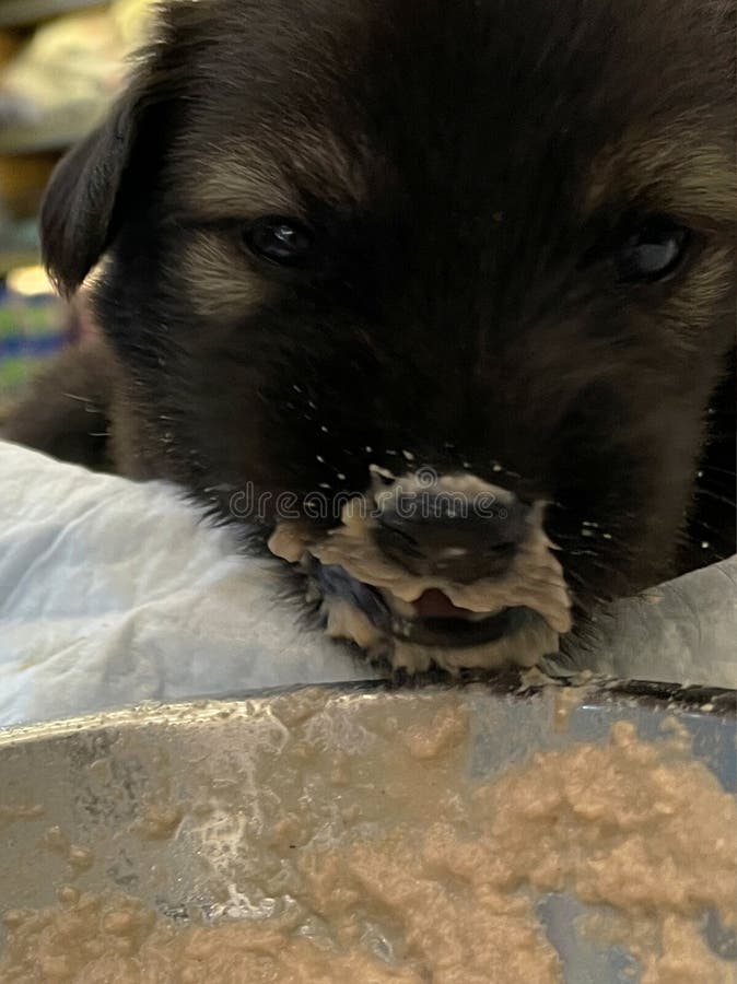 En svart liten marionett äter porridor. hundmat fotografering för bildbyråer